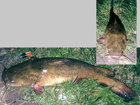 Pylodictis olivaris, Flathead catfish: gamefish, aquarium