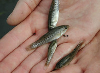 Fundulus parvipinnis, California killifish: aquarium