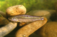 Pseudorasbora parva, Stone moroko: aquarium