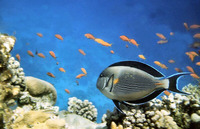 Acanthurus sohal, Sohal surgeonfish: aquarium