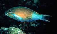 Scarus hypselopterus, Yellow-tail parrotfish: fisheries, aquarium