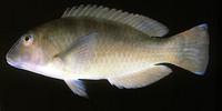 Choerodon cyanodus, Blue tuskfish: aquarium