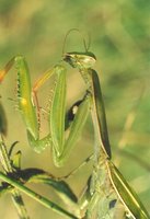 Mantis religiosa - Religious Mantis