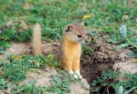 Image of: Mustela altaica (mountain weasel)