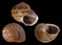 Cornu aspersum - European brown snail