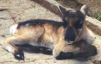 Image of: Rangifer tarandus (caribou)