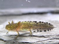 Triturus dobrogicus macrosomus