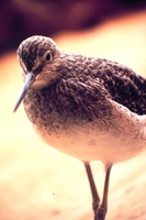 Limnodromus griseus - Short-billed Dowitcher