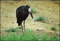 Anastomus lamelligerus - African Openbill