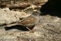 Prunella modularis - Dunnock