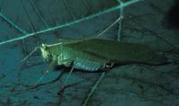 Image of: Scudderia furcata (forktailed bush katydid)