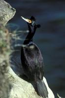 Phalacrocorax urile - Red-faced Cormorant