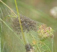 Image of: Dolomedes triton