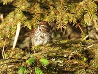 Image of: Melospiza melodia (song sparrow)