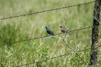 Image of: Passerina caerulea (blue grosbeak)