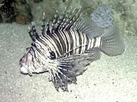 Image of: Pterois volitans (firefish)