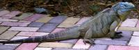 Image of: Cyclura lewisi (Grand Cayman rock iguana)