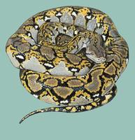 Image of: Python reticulatus (reticulated python)