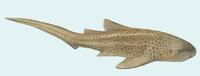 Image of: Stegostoma fasciatum (zebra shark)