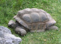 Dipsochelys dussumieri - Giant Tortoise