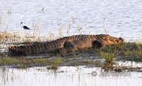 Crocodylus palustris - Marsh Crocodile