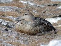 Common Eider - Somateria mollissima