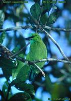 Golden-naped Barbet - Megalaima pulcherrima