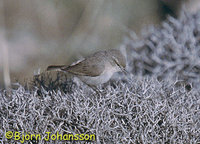 Plain Leaf Warbler - Phylloscopus neglectus