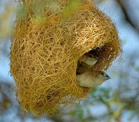 Indian Silverbill - Lonchura malabarica