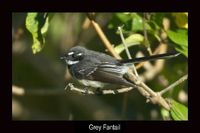 Grey Fantail