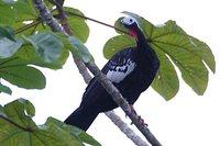 Red-throated Piping-Guan - Pipile cujubi