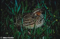 Stubble Quail - Coturnix pectoralis