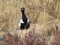 White-quilled Bustard - Eupodotis afraoides