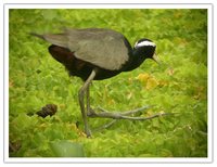 Bronze-winged Jacana - Metopidius indicus