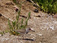 Three-banded Plover - Charadrius tricollaris