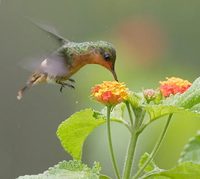 Tufted Coquette (Lophornis ornatus) photo