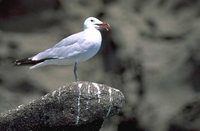 Audouin's Gull - Larus audouinii