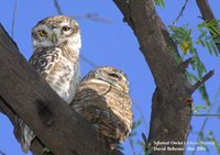 Spotted Owlet - Athene brama