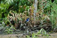 Little Kingfisher - Alcedo pusilla