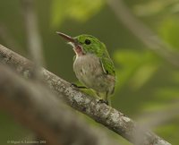 Broad-billed Tody - Todus subulatus