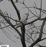 Snowy Cotinga - Carpodectes nitidus