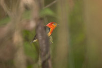 Band-tailed Manakin - Pipra fasciicauda