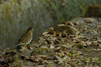 Long-tailed Thrush - Zoothera dixoni