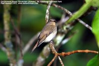 Eyebrowed Jungle-Flycatcher - Rhinomyias gularis