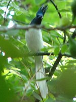 Asian Paradise-Flycatcher - Terpsiphone paradisi