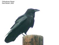 Chihuahuan Raven - Corvus cryptoleucus