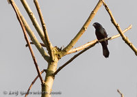 Black-billed Seed-Finch - Oryzoborus atrirostris