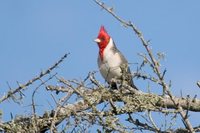 Red-crested Cardinal - Paroaria coronata