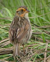 Saltmarsh Sharp-tailed Sparrow - Ammodramus caudacutus