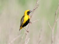 Yellow-crowned Bishop Euplectes afer